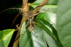 Macropophora accentifer