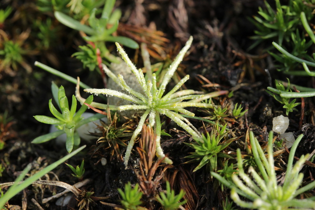 Peronospora vernalis