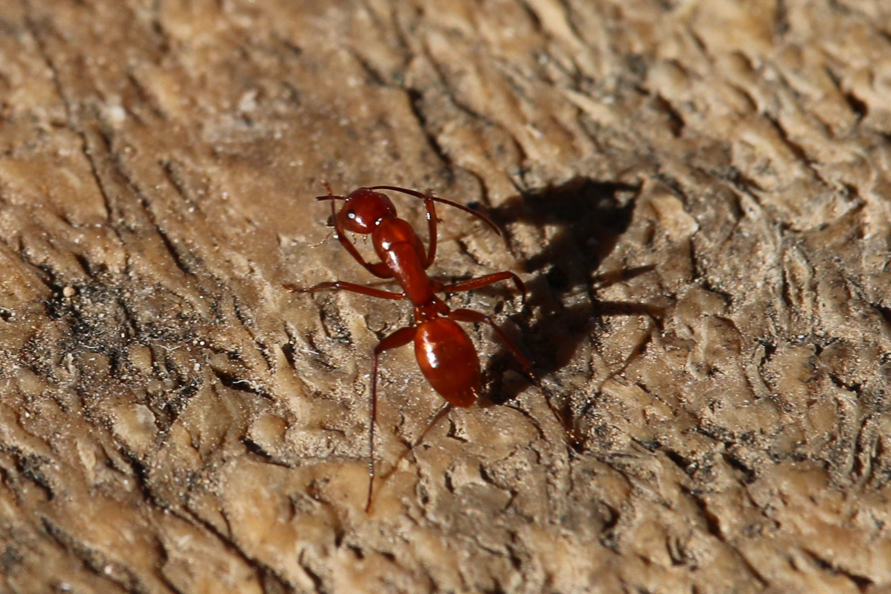 Camponotus schaefferi