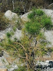 Astianthus viminalis