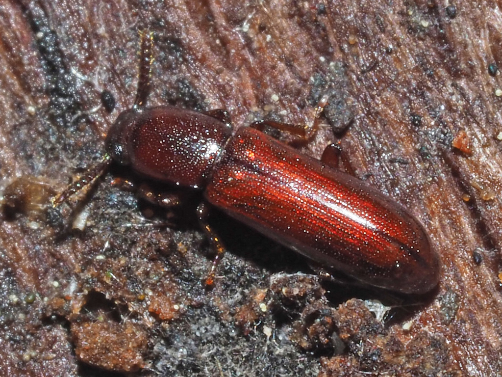 Corticeus