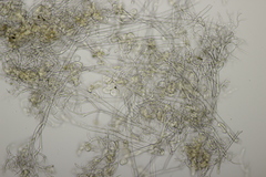 Peronospora vernalis