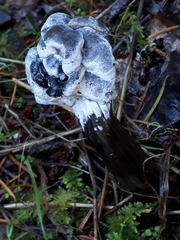 Hypomyces cervinigenus