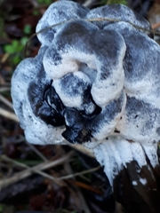 Hypomyces cervinigenus