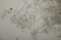 Peronospora vernalis