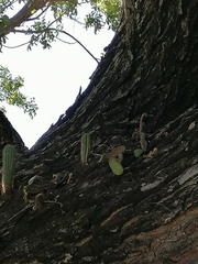 Opuntia karwinskiana