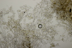 Peronospora vernalis
