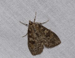 Palpita arsaltealis