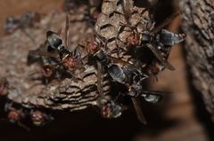Ropalidia shestakovi