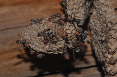 Ropalidia shestakovi