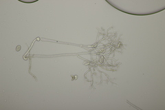 Peronospora vernalis