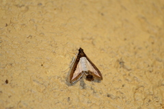 Diaphania hyalinata