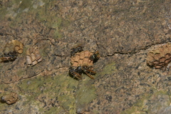 Ropalidia merina