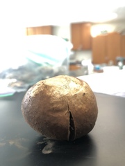 Apioperdon pyriforme