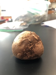 Apioperdon pyriforme