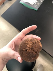 Apioperdon pyriforme