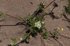 Capnophyllum lutzeyeri