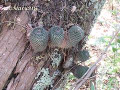 Mammillaria orcuttii