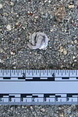 Geococcyx californianus