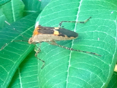 Hypselonotus lineatus