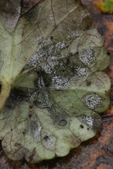 Ramularia glechomatis