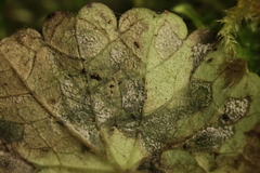 Ramularia glechomatis