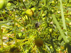 Austroscaeva occidentalis