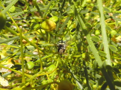 Austroscaeva occidentalis