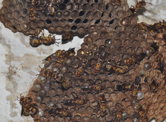 Ropalidia vitripennis