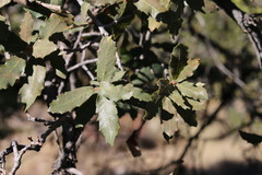 Quercus emoryi
