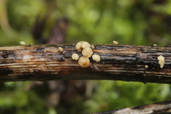 Hymenoscyphus scutula