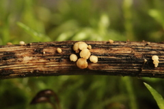 Hymenoscyphus scutula