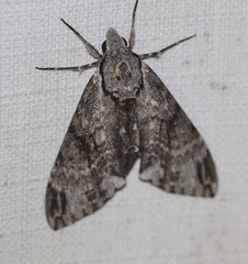 Psilogramma menephron