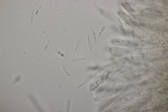 Hymenoscyphus scutula