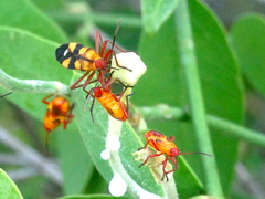 Oncopeltus guttaloides