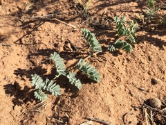 Dalea lanata terminalis