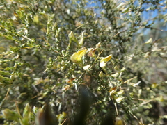 Aspalathus divaricata divaricata