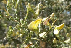 Aspalathus divaricata divaricata