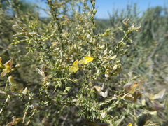 Aspalathus divaricata divaricata