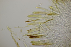 Hymenoscyphus scutula