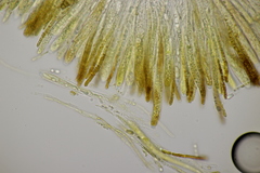 Hymenoscyphus scutula