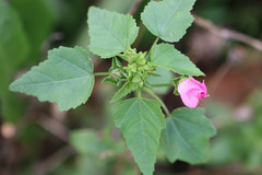 Pavonia lasiopetala