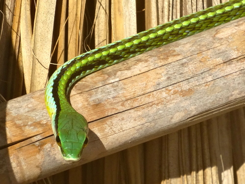Photo of a Pacific Coast Parrot Snake (Leptophis diplotropis)