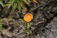Neottiella albocincta
