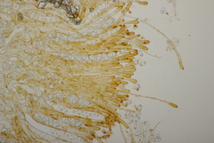 Neottiella albocincta