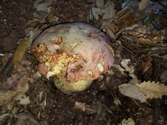 Rubroboletus lupinus