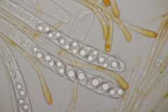 Neottiella albocincta