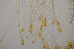 Neottiella albocincta