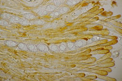 Neottiella albocincta