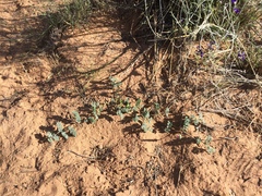 Dalea lanata terminalis